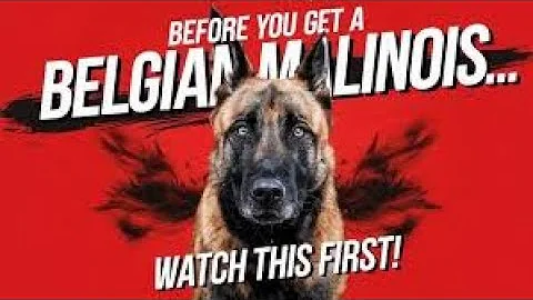 Watch This Before Getting A Belgian Malinois in 2025