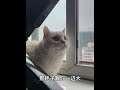 你现在也就是投胎到一个好的年代了#cat #猫 #搞笑猫咪 #宠物