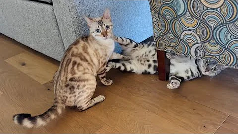 Watch the video about Kitties with the zoomies! Cute Bengal cat play time!
