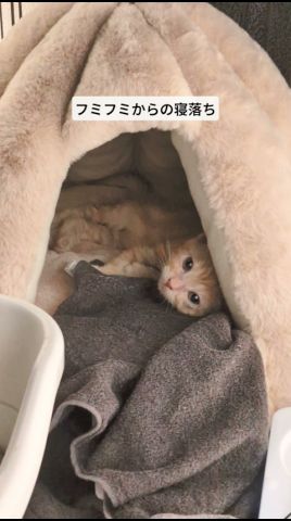寝落ち子猫 #猫 #cat #アメショ