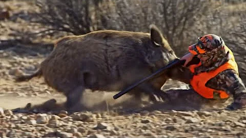 TOP 10 WILD BOAR HUNTING || Best Scenes ||SEASON: 2025- PART 3