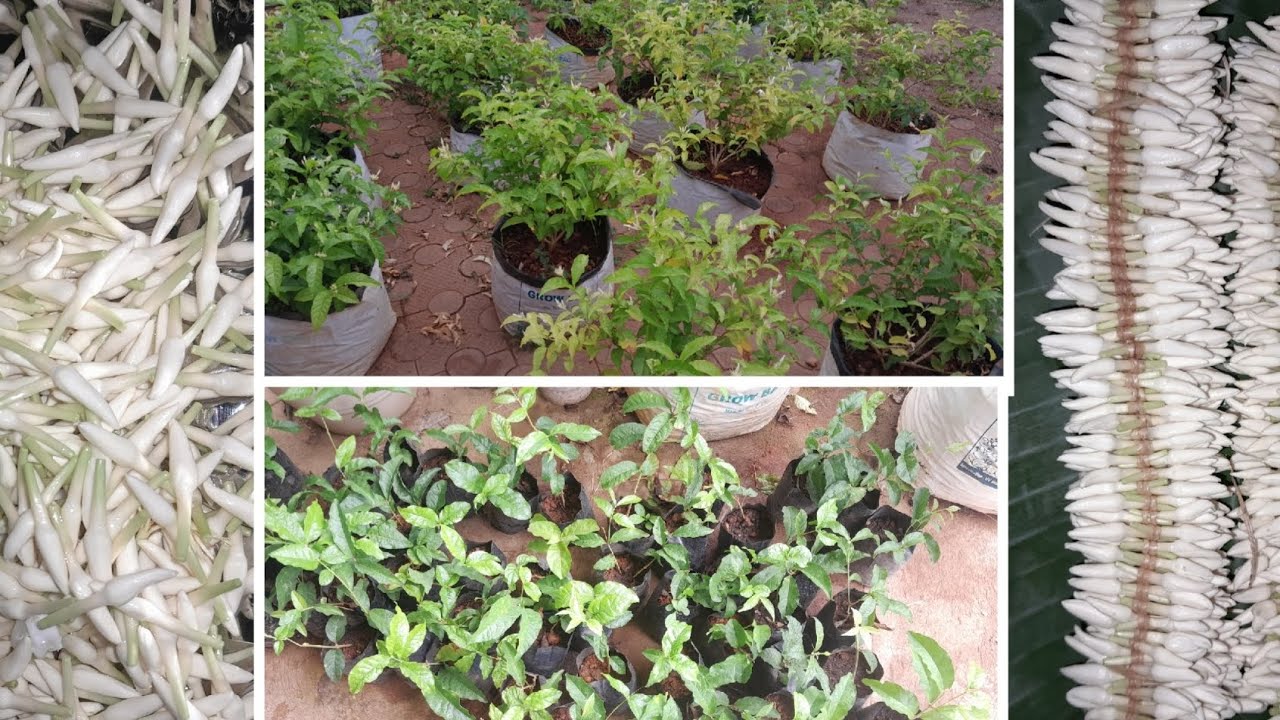 ಉಡುಪಿ/ಶಂಕರಪುರ ಮಲ್ಲಿಗೆ ಕೃಷಿಯ ಸಂಪೂರ್ಣ ಮಾಹಿತಿ ಒಂದೇ ವಿಡಿಯೋದಲ್ಲಿ..Jasmine Cultivation #jasmineplant