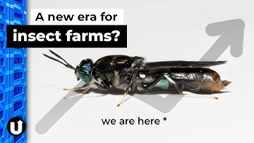 What Happened to Insect Farming?