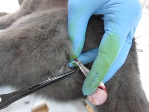 Video: Tus Miv Neutering Ua Haujlwm Li Cas?