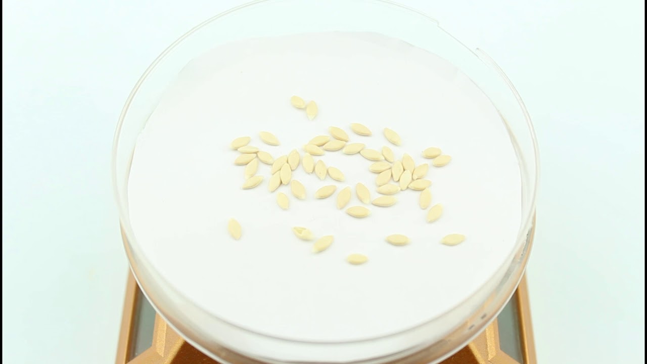 Семена ангурии (антильского огурца) / Cucumis anguria, ТМ OGOROD