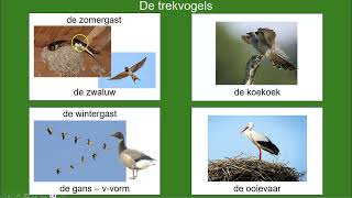 Natuur NT2 de vogeltrek