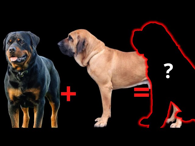 Fila Brasileiro misturado com Rottweiler - Mix Fila com Rottweiler