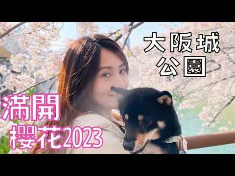 大阪櫻花🌸和柴犬一起去大阪城公園🐕 Japan sakura｜ walking in Osaka Castle Park with Shiba ｜柴犬と散歩〜大阪満開の桜❤︎