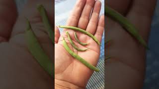 sharir se patli mahila ka swab kaisa hota hai ##ytshorts