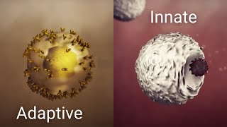 How your immune system works