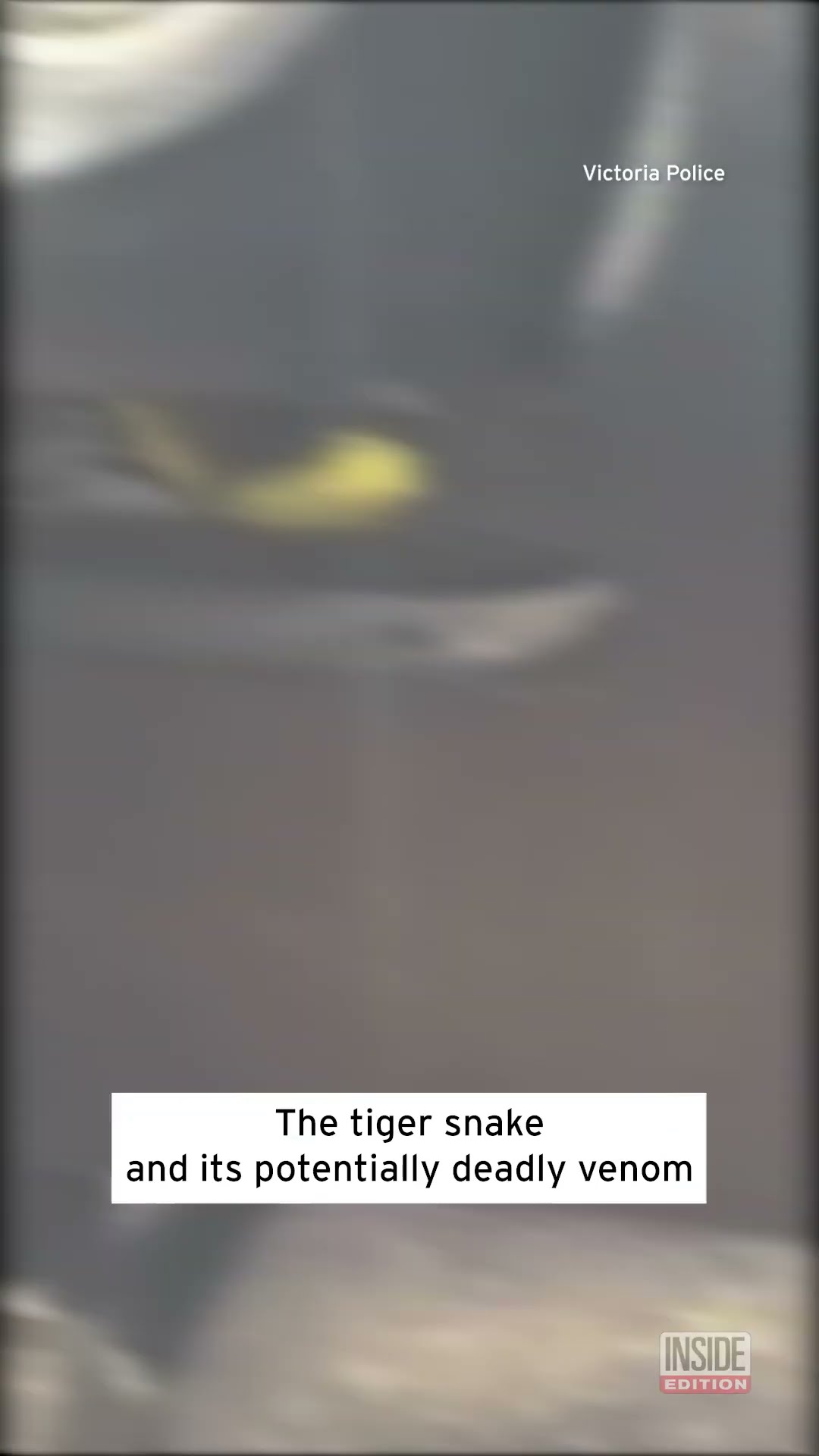 Venomous Tiger Snake Crawls Up Woman's Leg While Driving #shorts