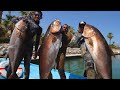 Pescando MONSTRUOS con ARPON - Pesca en BCS - Ep4