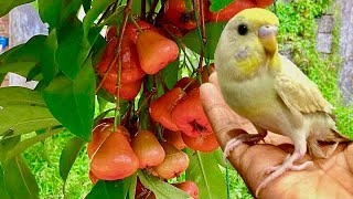 Celebrity Can Parrots Eat Rose Apples Wealth