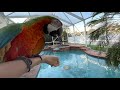 3 Things You Must Know Before Getting A #Macaw #Parrot