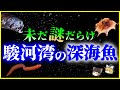 【ゆっくり解説】未だ謎が多い「駿河湾」に生息する神秘の深海魚10選を解説/新種のヨコヅナイワシがヤバい