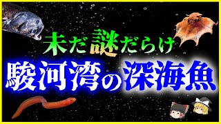 【ゆっくり解説】未だ謎が多い「駿河湾」に生息する神秘の深海魚10選を解説/新種のヨコヅナイワシがヤバい