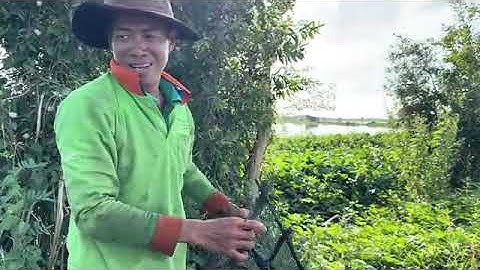 Thăm Xà Di Bẫy Cá Rô Đồng Mộc Hóa - Cơm Chiều Hấp Dẫn Trên Sông Nước Miền Tây