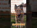 The Dog name Captain travel to find his master’s grave and stayed there for many years til death.