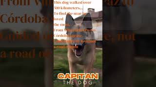 The Dog name Captain travel to find his master’s grave and stayed there for many years til death.