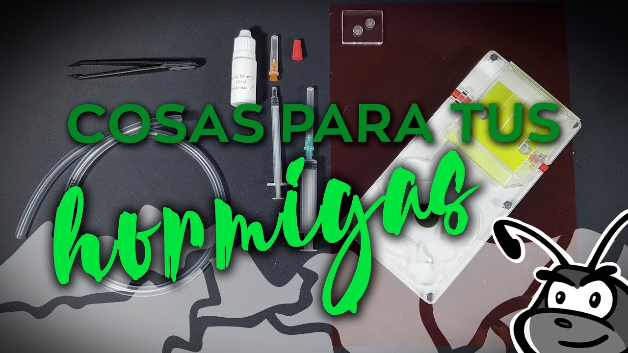 Cosas para EL CUIDADO DE HORMIGAS - Hormiga Messor Barbarus 🐜