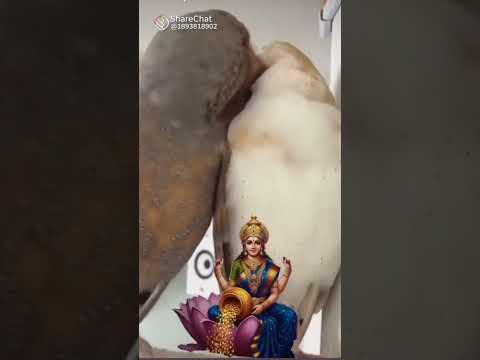 viral video #shorts #videos trending  video