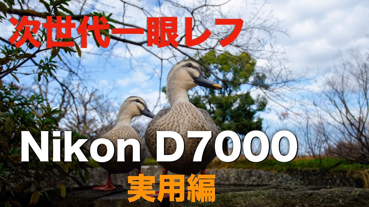 Nikon D7000・私の使い方・ミラーレスとの棲み分け・画質の印象、CCDと