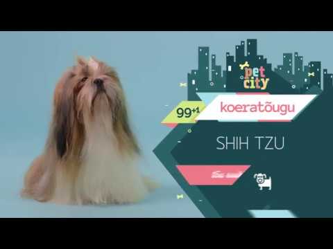 Shih tzu | PetCity 100 koeratõugu