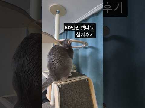 50만원 캣타워 고양이 반응
