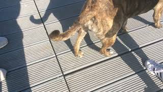 Brighton Live Dog Watchpeggie The Bull Dog & Othershot Day Out