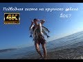 Реальная подводная охота на крупного лобана.Черное море июнь 2017. 4k видео