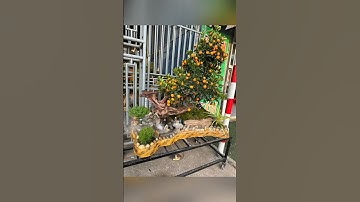 Nhưng cây Quất tết 2025 đẹp