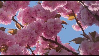 spring tree wallpaper - cherry blossom video screenshot 1