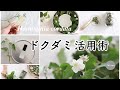 【決定版】ドクダミの使い方＆レシピ / ５つの活用法ご紹介