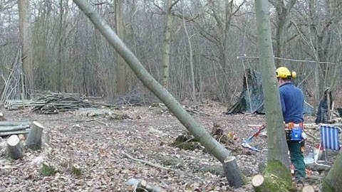 Tree felling using a standard cut and lever, with Husqvarna 346xp chainsaw.