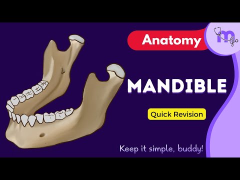 Mandible |Short video | Anatomy | Medistudy go - video from MediStudyGo