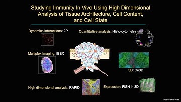 "Deep Understanding of Immune System Organization and Function In Situ" by Dr. Ron Germain