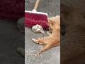 【なんやそれ】#ねこ #遊び #怖い #かわいい #shorts #猫 #子猫