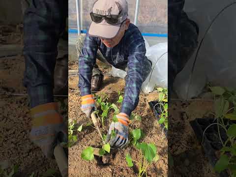 🍠 벌써 고구마를 심나유 ? 🍠 #고구마농사 #농사노하우 #조직배양묘 #소담미 #시골 #비닐하우스