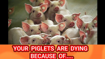 Avoid Piglet Death: Essential Tips for Small-Scale Pig Farming
