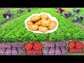 Как вырастить большой урожай картофеля!