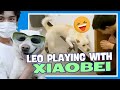 Leo wu  getting playful with xiaobei