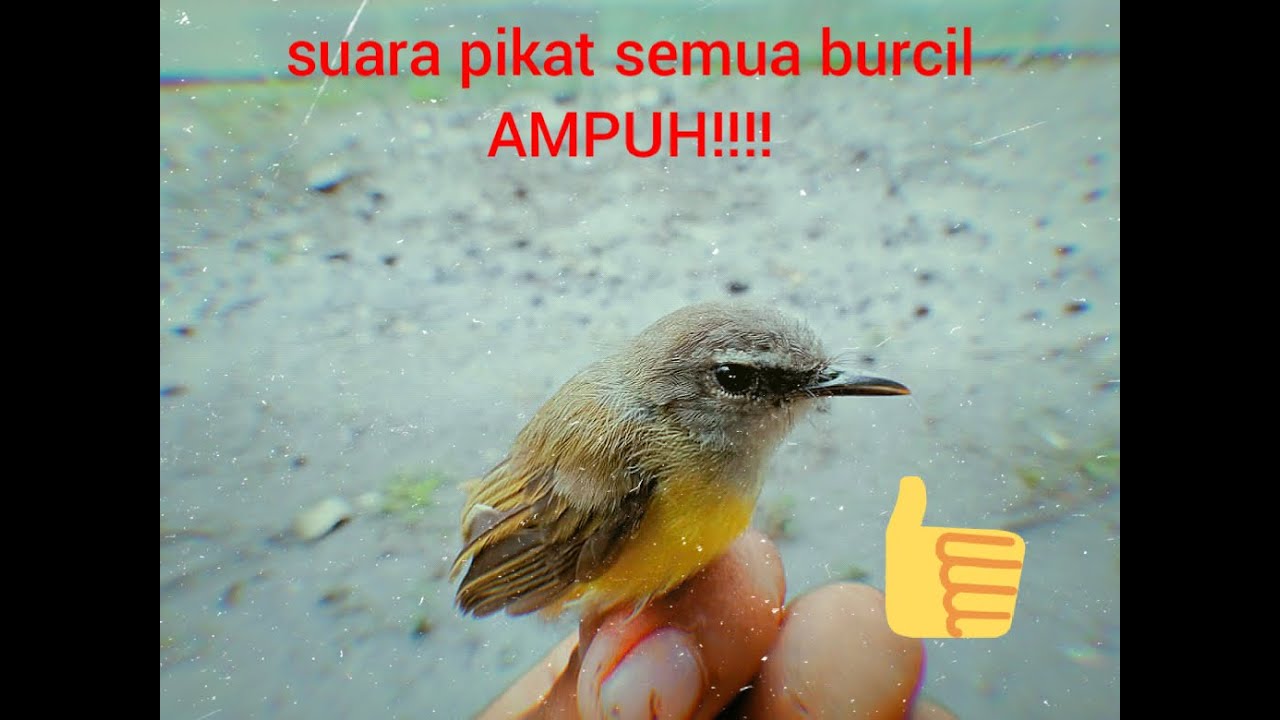 Suara pikat burung kecil durasi pendek ampuh 