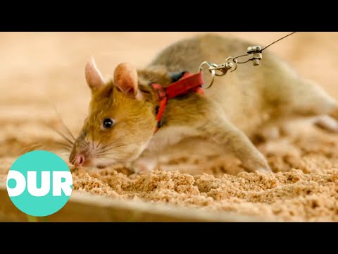 Video: Žemės žiurkė yra milžinas tarp pelėnų