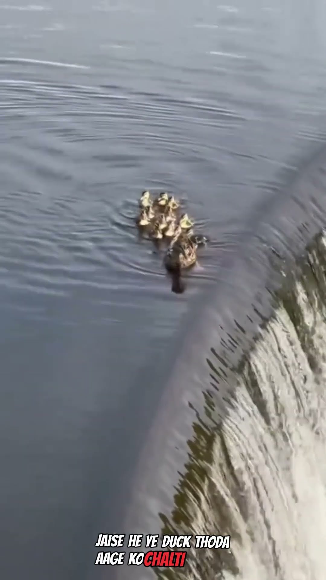 Duck #shortvideo