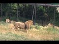 Чук поел и решил наехать на молодых, но передумал! Тайган. Big lions!