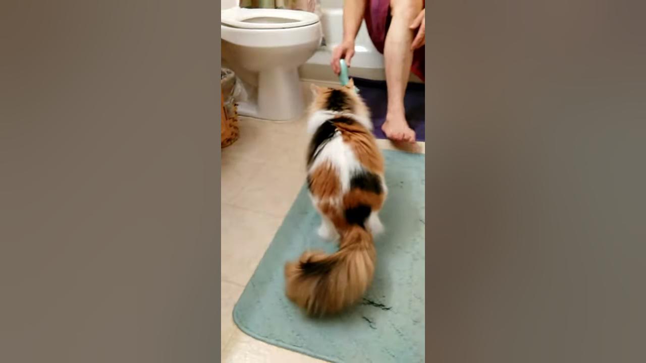 My cat and razors YouTube