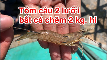 Hướng dẫn tóm câu cá Chẽm, Mú trên bãi rạn, đá.