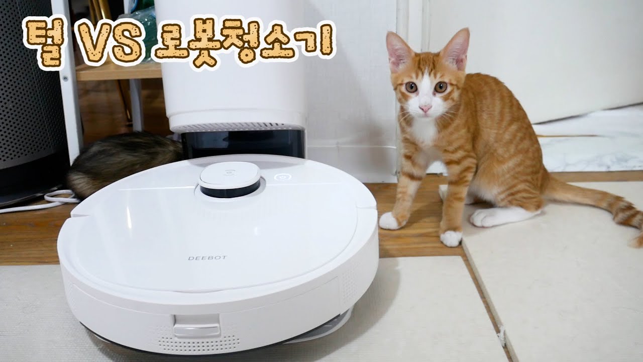 집사도 고양이도 페럿도 털갈이 해서 로봇청소기 데려왔습니다. (에코백스 로봇청소기 T9)