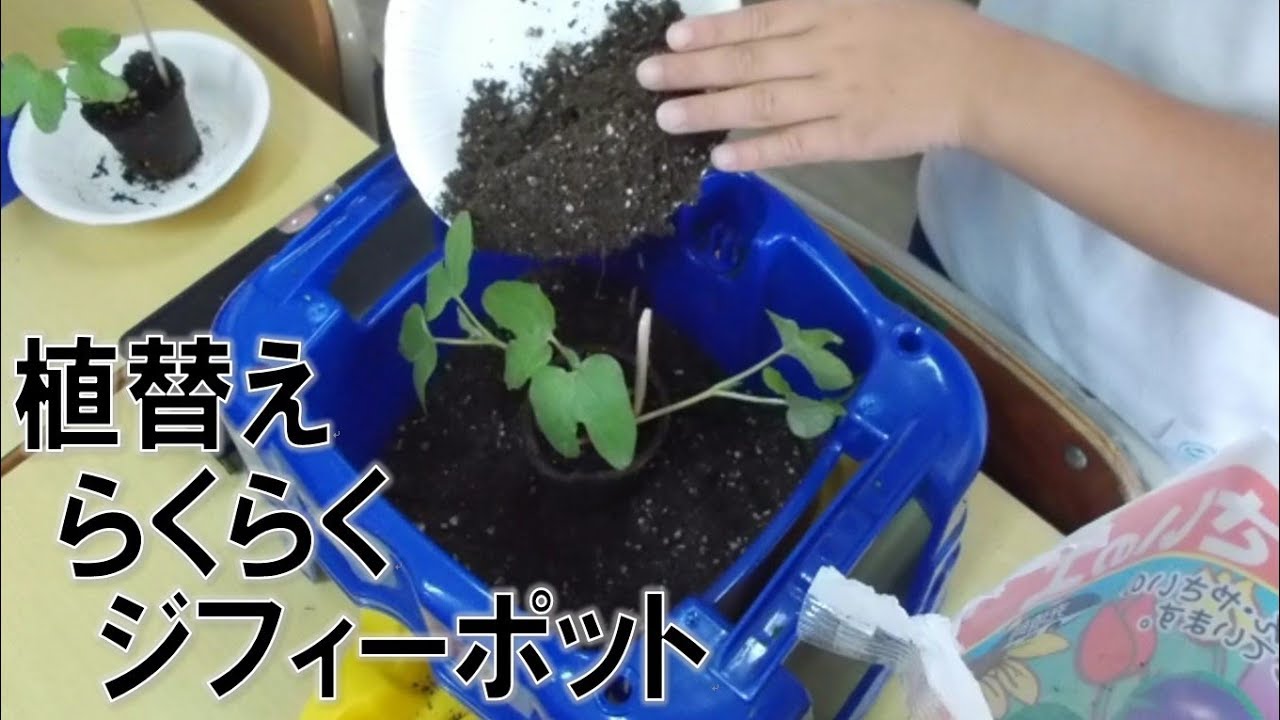 Kimie Gangiの生活科 ジフィーポットでらくらくあさがおの植え替え Youtube