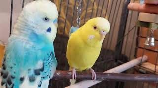 #гоша#ксюша#волнистыйпопугайчик #позитивное#красавчик #wellensittich #spaß #budgies#funny #cute#虎皮鸚鵡